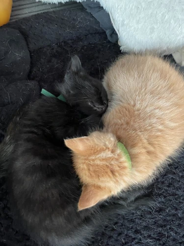 Kitten - Phoenix