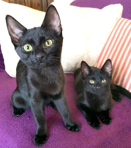 Dora and Indie