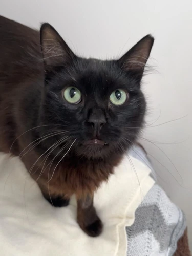 Salem
