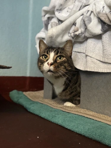 Milo