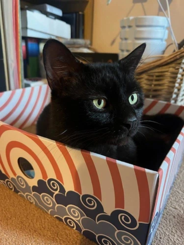 Rambo