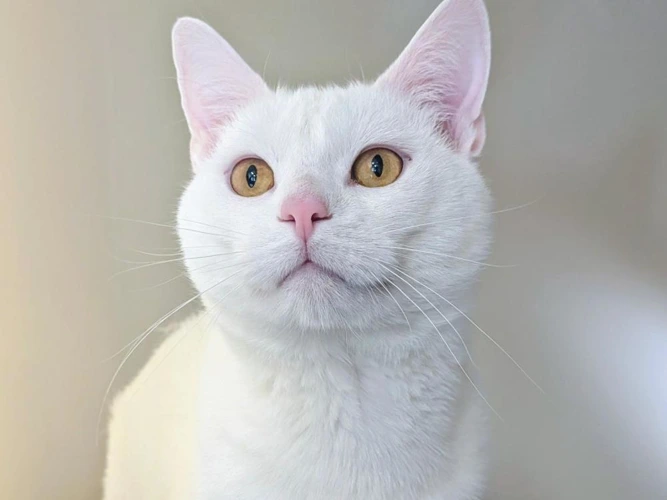 Mr Kitty