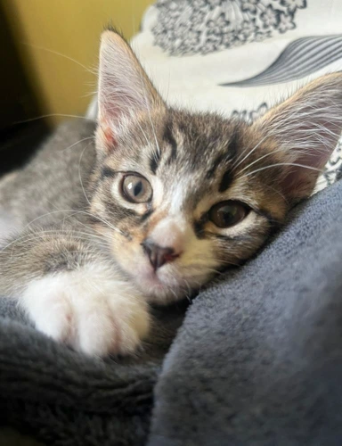 Gizmo kitten