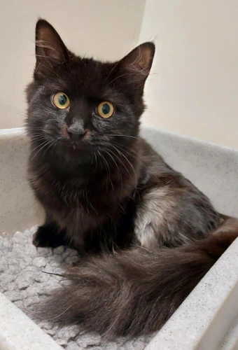 Sharon 8m female