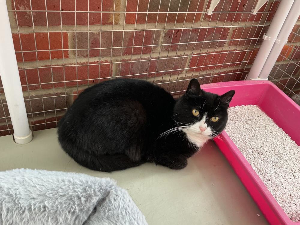 Audrey — Domestic Cat