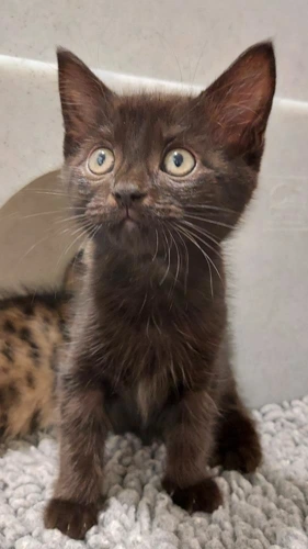 Toothless 9wk male kitten