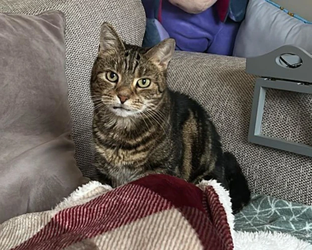 Elsa