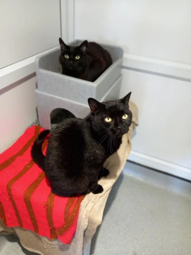 Fergus & Fiona