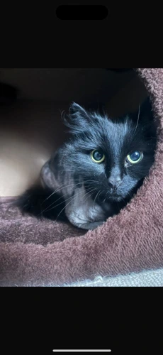 Kali