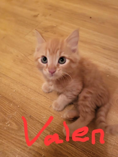 Valen