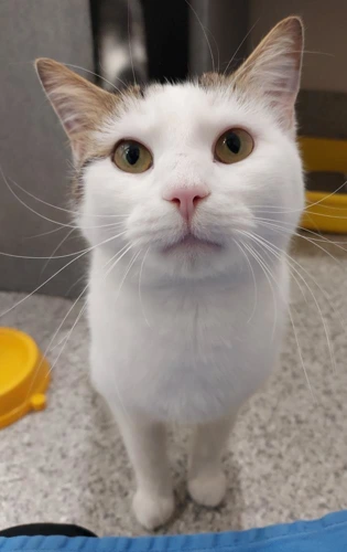 Oreo