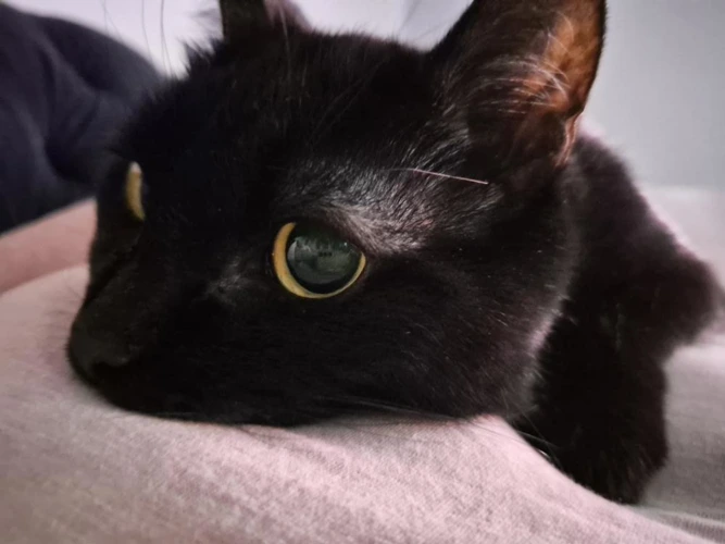 Pepper
