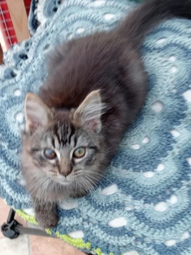 Simba