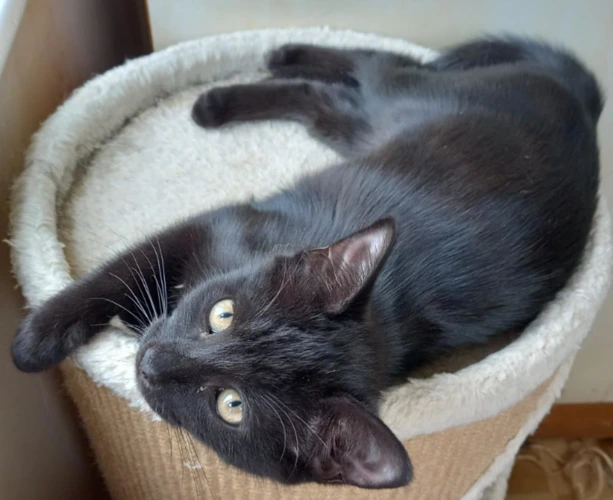 Sybilla