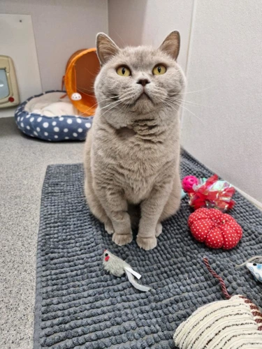 Bella
