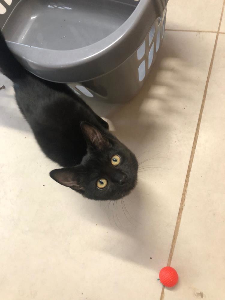 Vixen — Domestic Cat