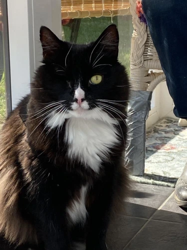 Dylan