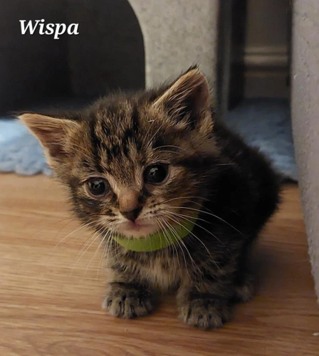 Wispa
