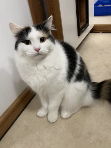 SHEILA