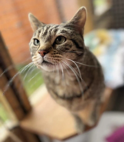Maya
