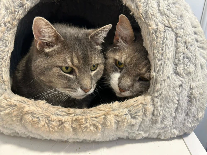 Smokey and Bandit