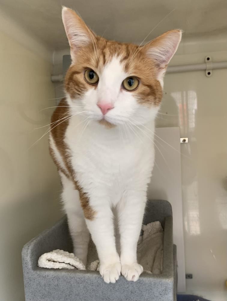 Blu — Domestic Cat