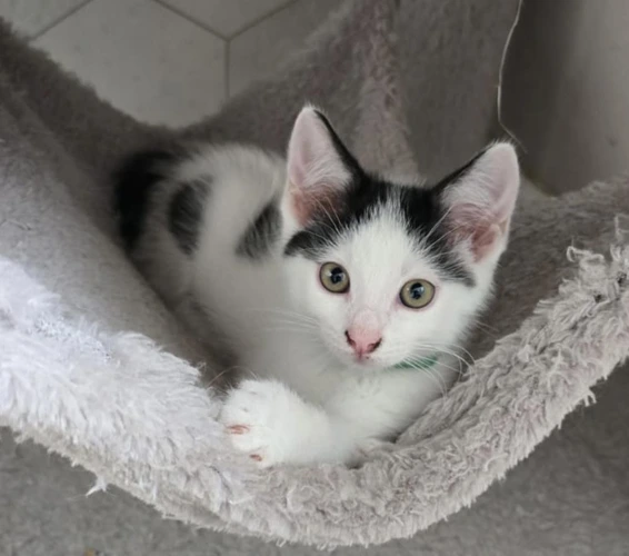 Zorro
