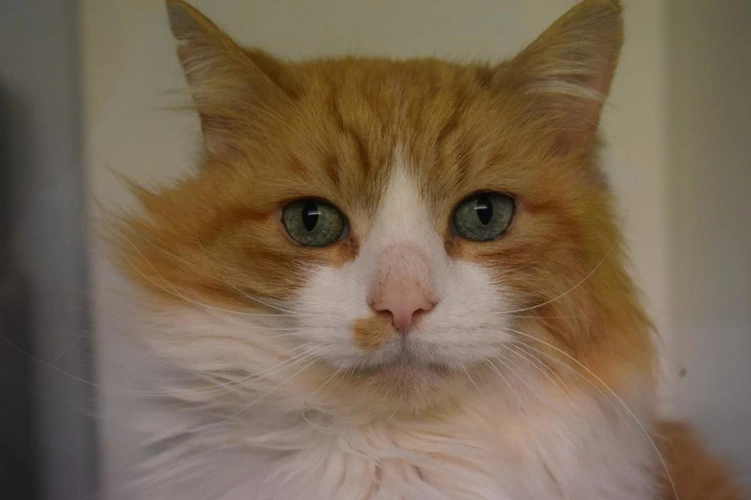 Ginger