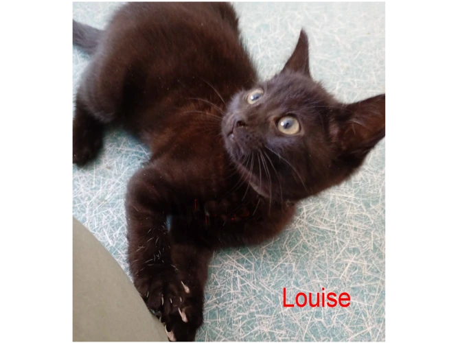 LOUISE