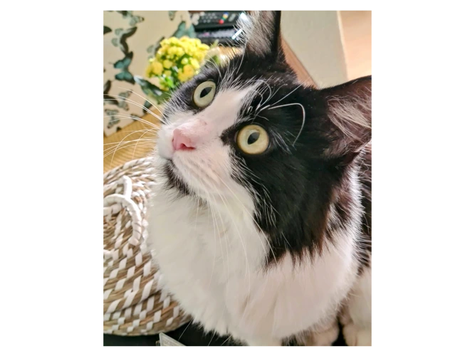 Susie