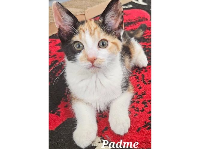 PADME