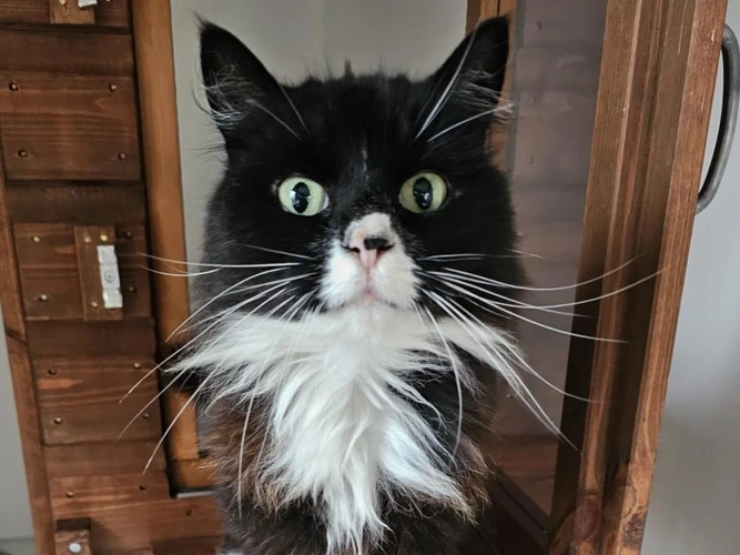 Penelope