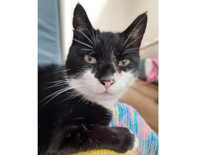 Tom