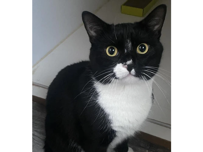 2-year-old Jesse
