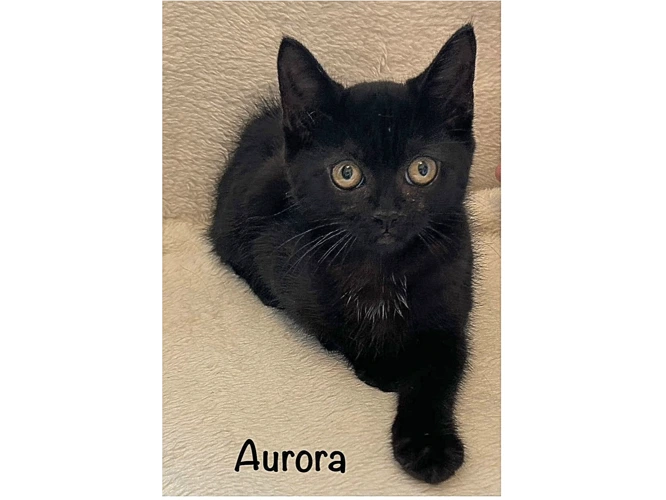AURORA