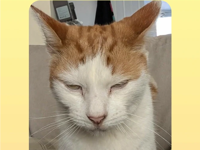 SIMBA (DH)