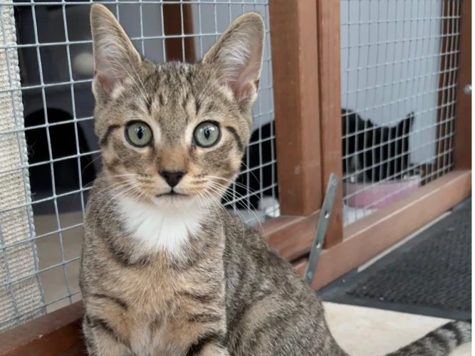 Basil