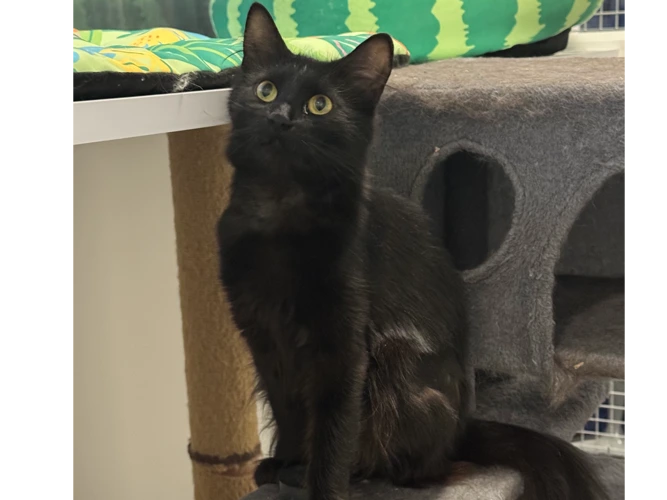 Nyx