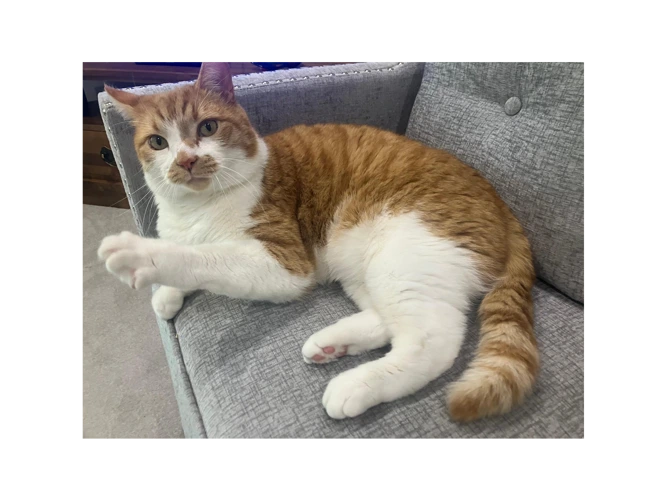 Simon