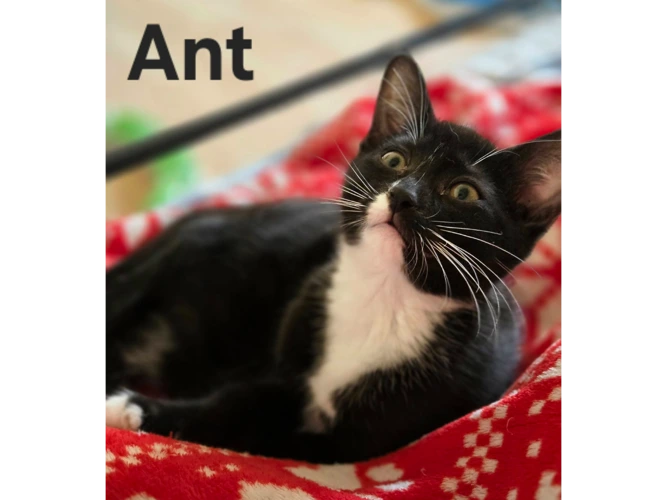 ANT