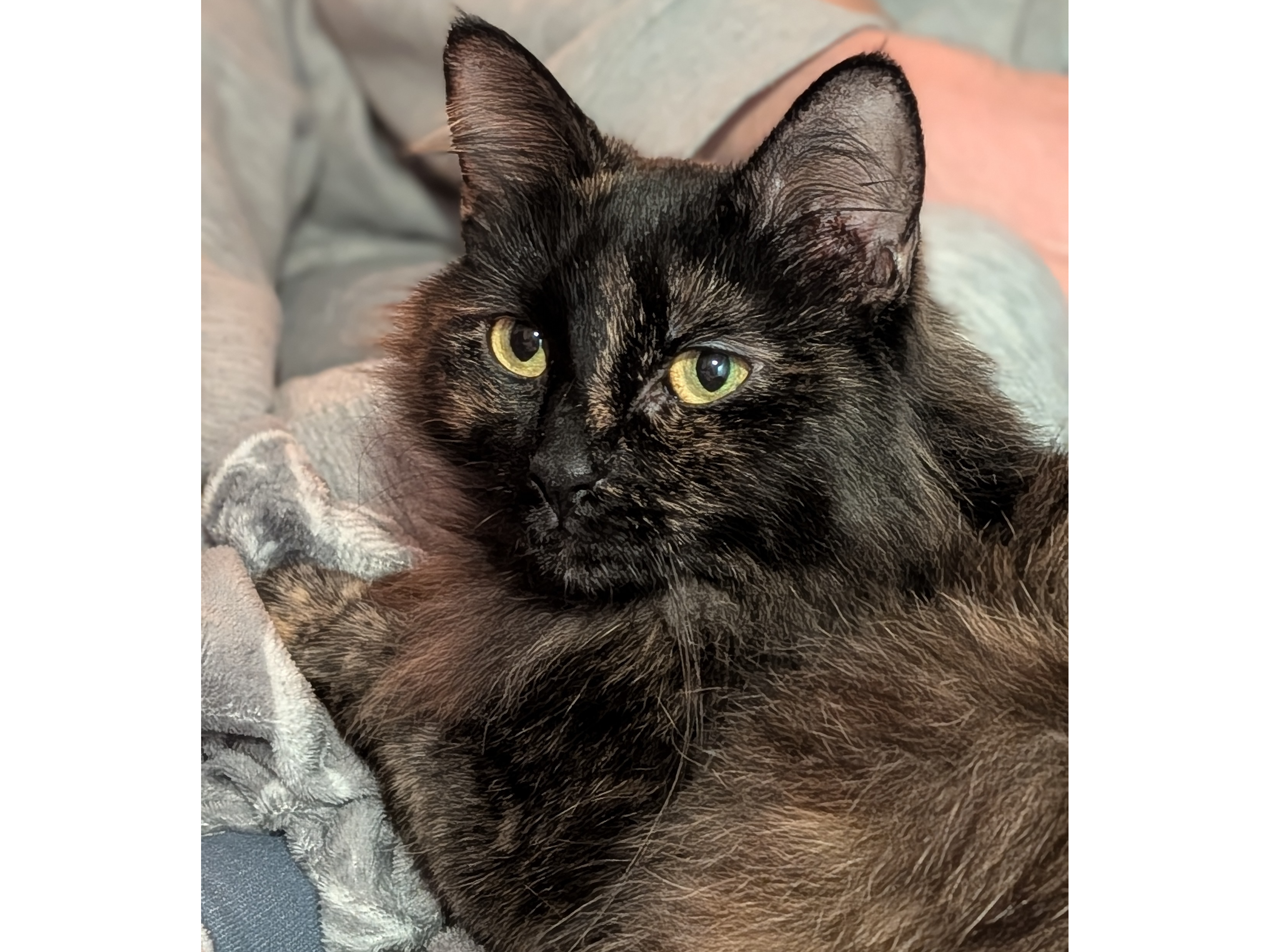 Rolo — Domestic Cat