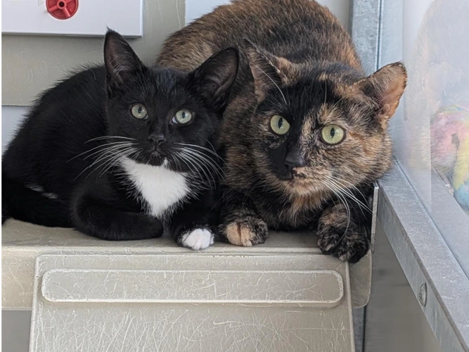 Coco and Sunny
