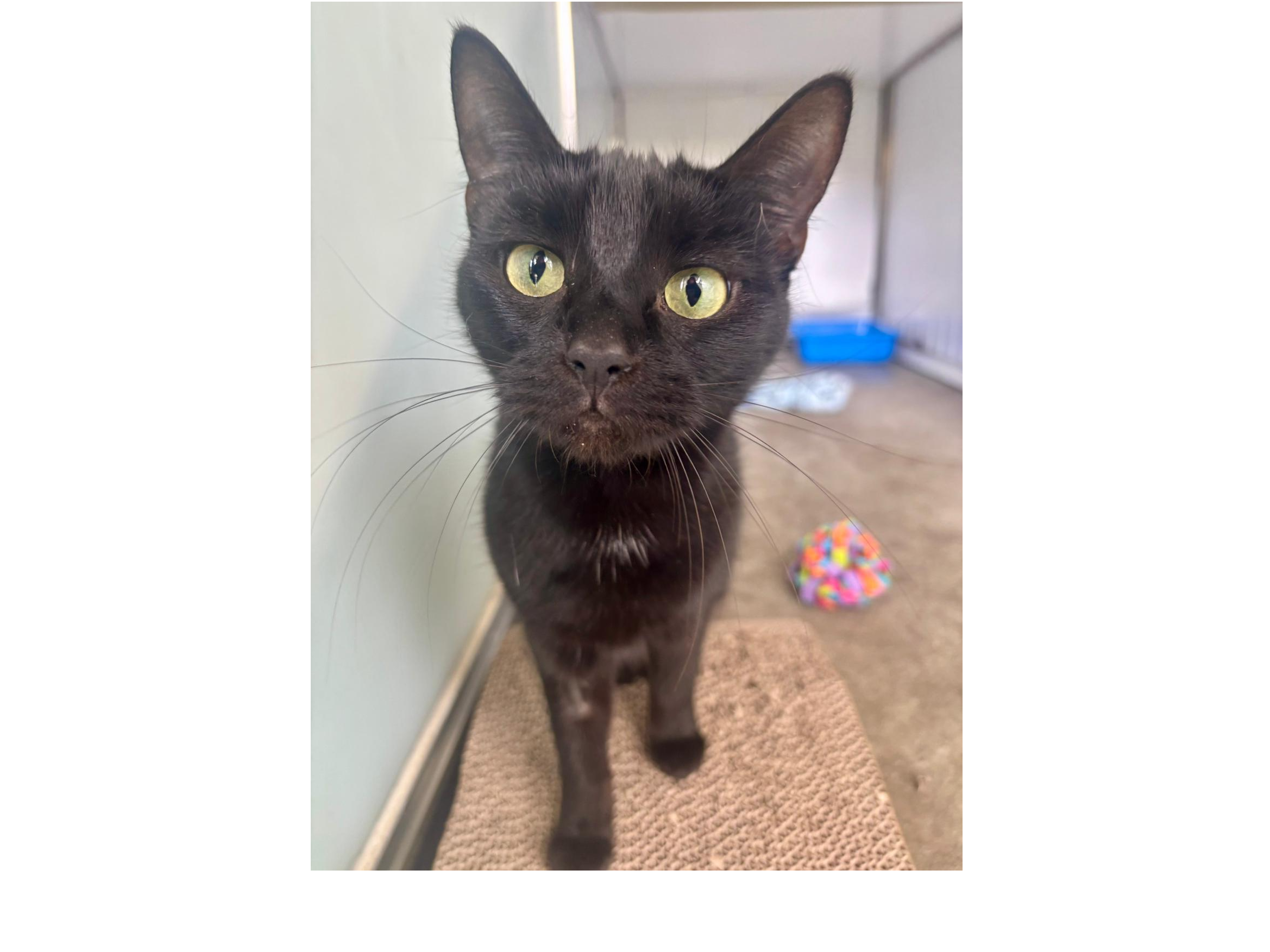 Bluegrass — Domestic Cat