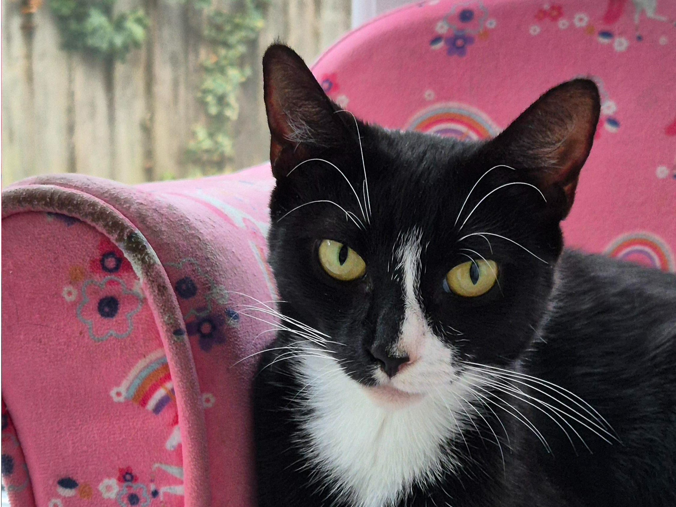 Information - Young Cats — Domestic Cat