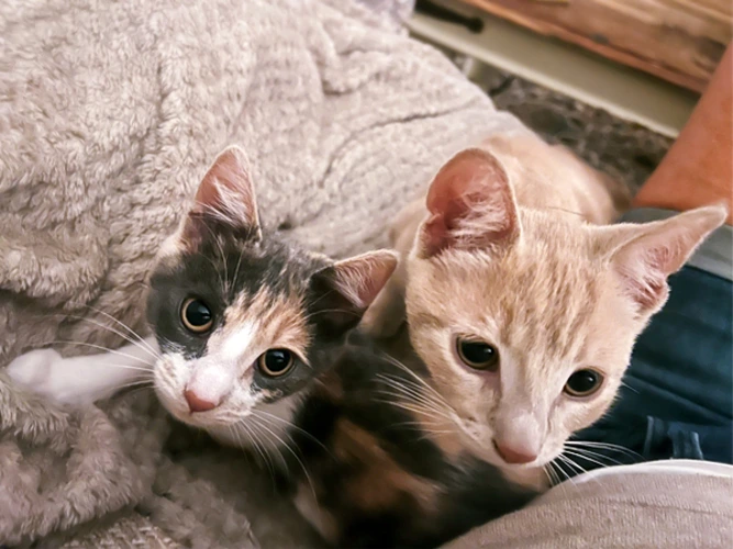 Tango & Calli