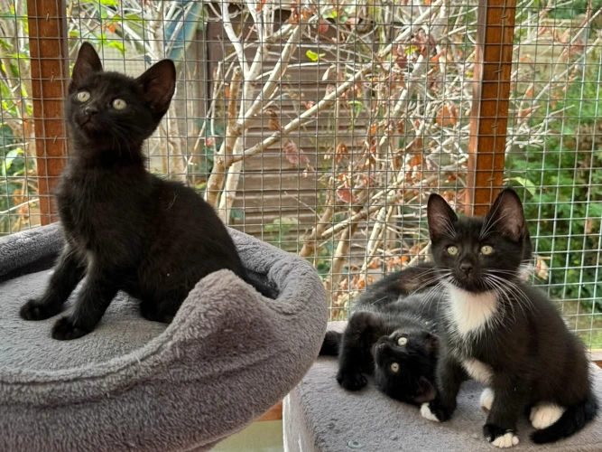 Four adorable kittens
