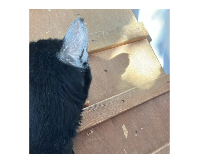 Onyx