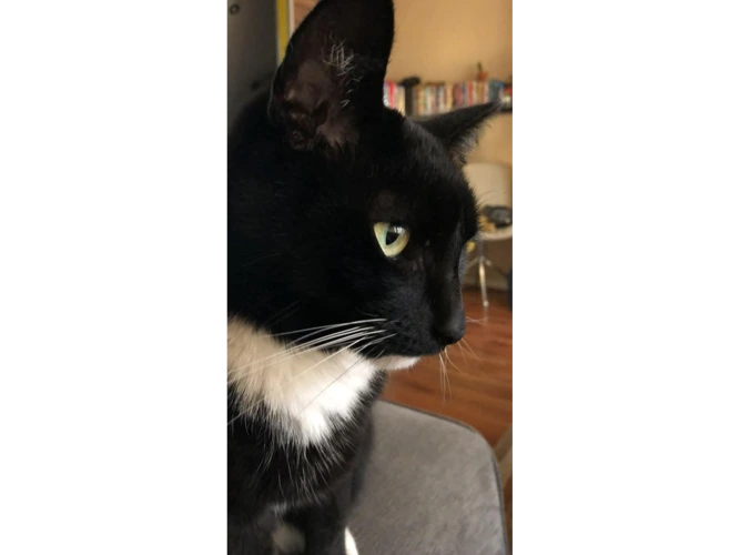 Gigi