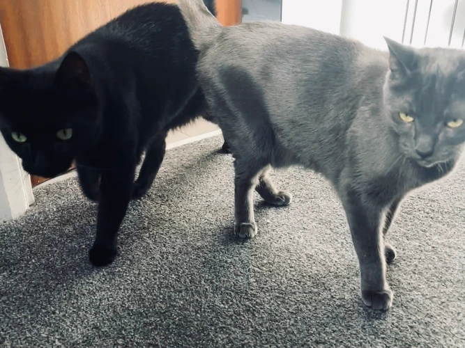 MISTY & DUSTY (DH)