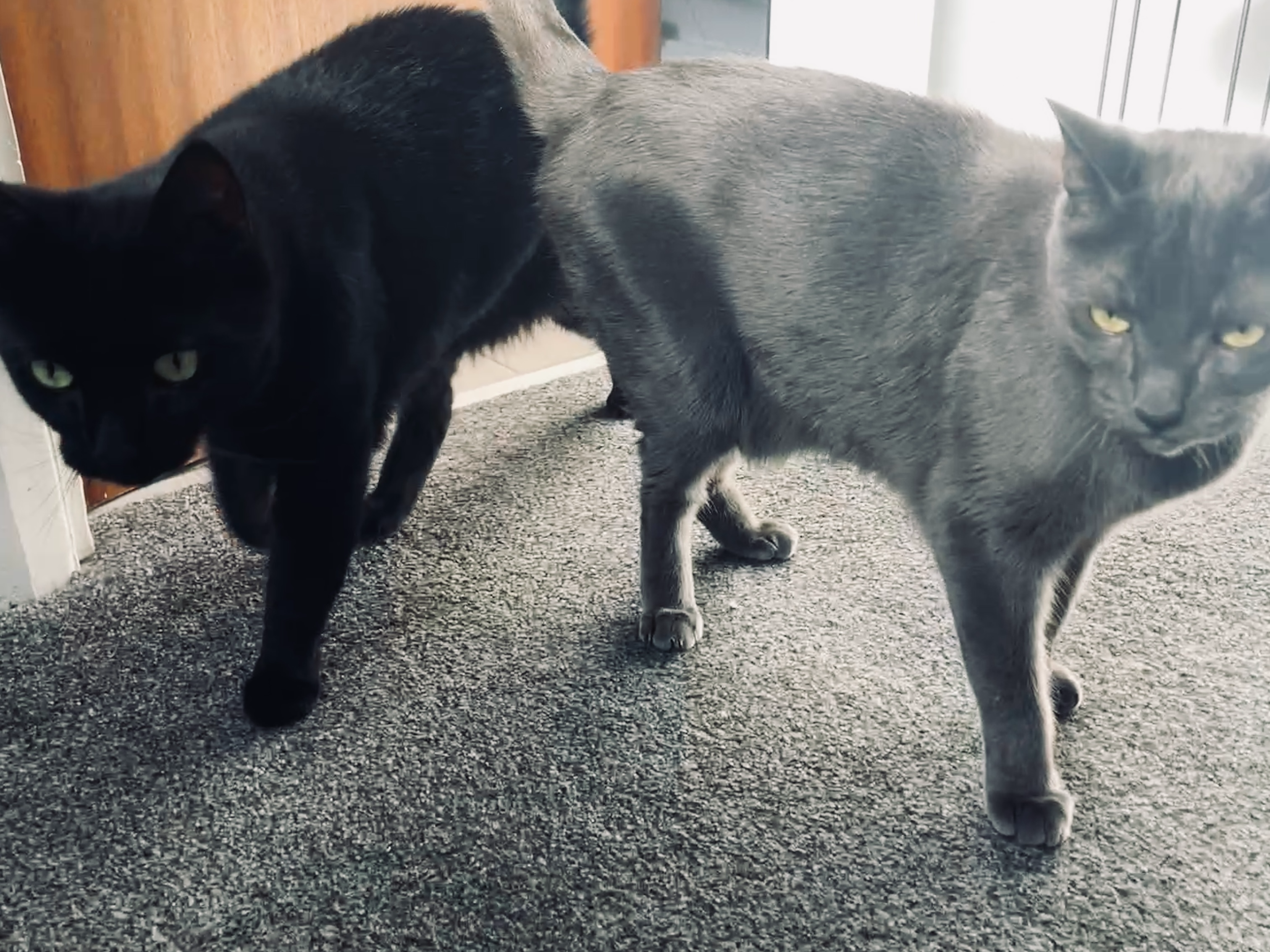 MISTY & DUSTY (DH)